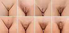 Photographies de huit vulves de femmes.