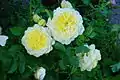 Rose 'The Pilgrim'