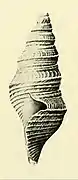 Austroturris steira.