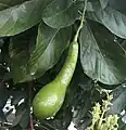 Avocat.