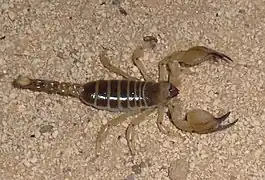 Scorpio palmatus