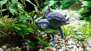 Axolotl élevé en captivité.