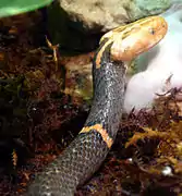Azemiops feae