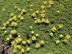 Azorella compacta