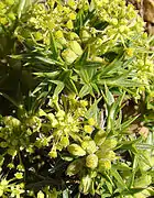 Azorella spinosa