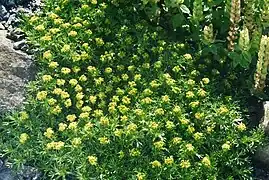 Azorella trifurcata