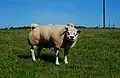 Bélier Texel (type belge/hollandais) âgé de deux ans.