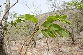 Feuilles (Bénin)