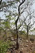 Prosopis africana