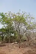 Terminalia mollis