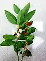 rameau fertile de Sauropus androgynus