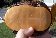Une main tenant la tortue sur le dos, exposant son plastron jaune orange.