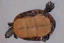 C. p. dorsalis retournée sur le dos présentant son plastron jaune mat sans taches. La tortue est posée sur un fond blanc