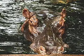 Baignade d'hipopotame au parc bangrwoego