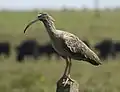 Ibis plombé