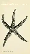 Echinaster superbus