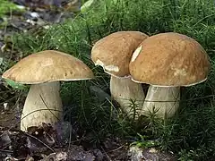 Boletus reticulatus, le Cèpe d'été.