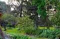 Une allée dans l'arboretum