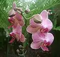 Orchidées