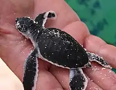 nouveau-né de tortue verte