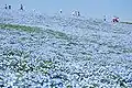 Nemophila&nbsp;(en) en avril
