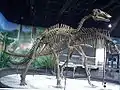Bactrosaurus.
