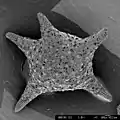 Test de Baculogypsina sphaerulata, constituant du sable étoilé.