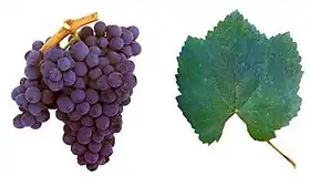 Baga (cépage)