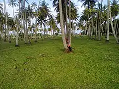 Cocotiers.