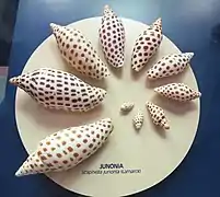 Série de croissance de coquilles de Scaphella junonia&nbsp;(en), un mollusque relativement rare sur l'île de Sanibel.
