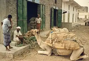 Dromadaires au marché de Bayt al Faqih, Yémen.