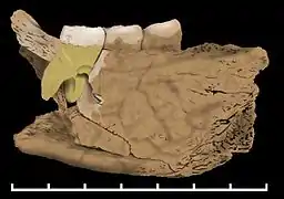 Le fossile BH-1, fragment de mandibule de Mala Balanica découvert en 2008