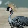 Grue royale