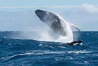 Femelle accompagnée de son petit faisant des sauts pour éloigner les mâles. Au large de Tahiti.