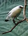 Zoo de Houston