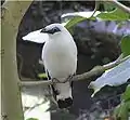 Etourneau de Bali