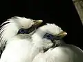Deux oisillons