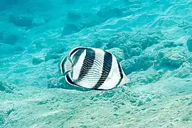 Chaetodon striatus