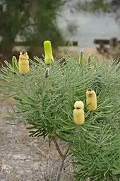 une inflorescence cylindrique parmi de fines feuilles vertes.