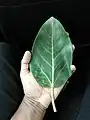 Feuille