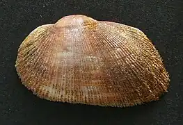 Barbatia novaezelandiae