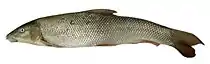 Poisson - barbeau