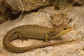 Barisia levicollis