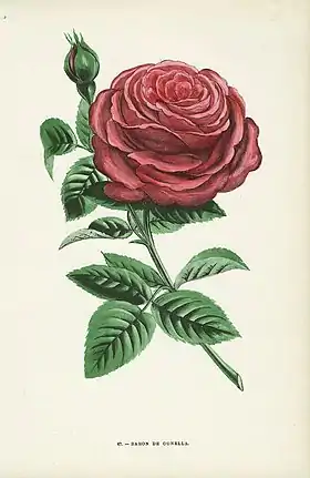 Image illustrative de l’article Baron Gonella