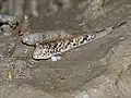 Poisson-grenouille Periophthalmus argentilineatus