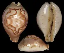 Barycypraea fultoni