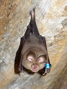 Petir rhinolophe.