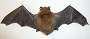 Photographie de face d'une chauve-souris ailes ouvertes.