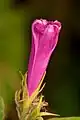 Bouton floral.