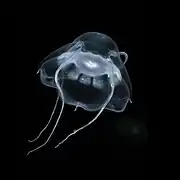 Bathykorus bouilloni, une Narcomedusae